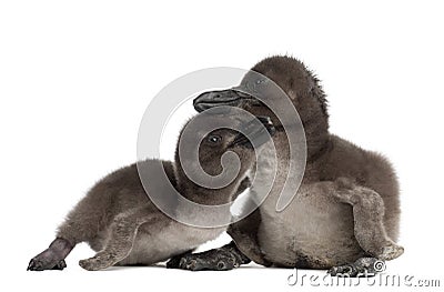 African Penguins, Spheniscus demersus Stock Photo