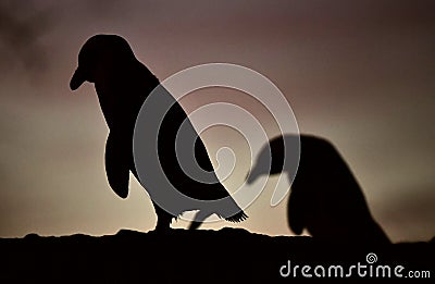 African penguins in twilights. Stock Photo