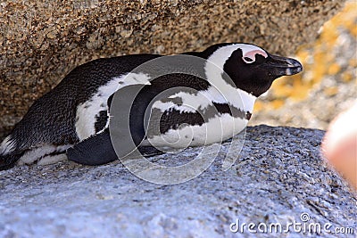 African Penquin at Boulder Beach in South Africa Stock Photo