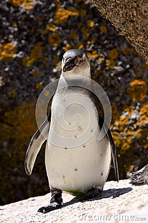 African Penquin at Boulder Beach in South Africa Stock Photo