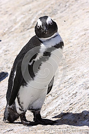 African Penquin at Boulder Beach in South Africa Stock Photo