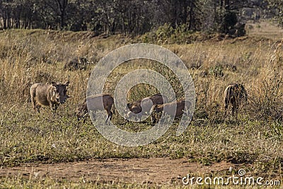 African phacochoerus Stock Photo