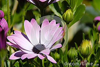 African pink daisy Dimorphotheca pluvialis in a Mediterranean garden Stock Photo