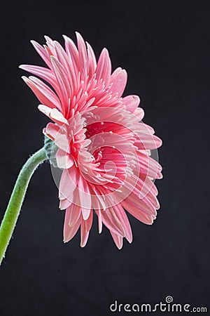 Gerbera - African pink daisy with water drops on petals Stock Photo