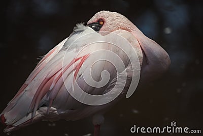 African pink flamingo all tucked in Stock Photo