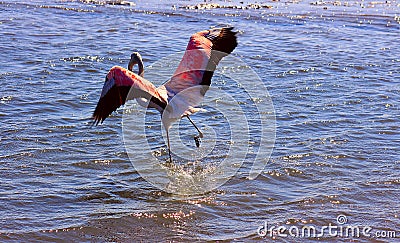 African pink flamingo runs through the water Stock Photo