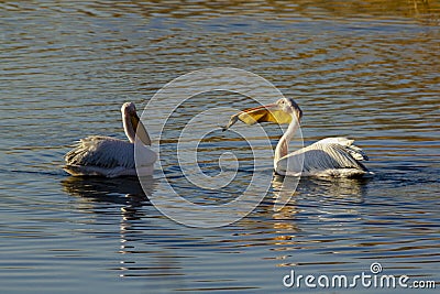 African pink pelicans eat fish on a Siberian lake Stock Photo