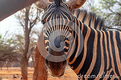 African plains zebra on the dry yellow savannah grasslands. Stock Photo