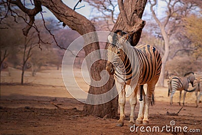 African plains zebra on the dry yellow savannah grasslands. Stock Photo