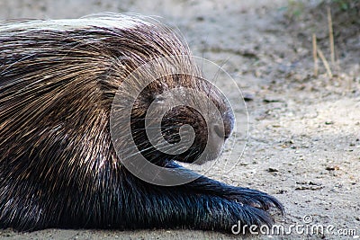 African porcupine Stock Photo