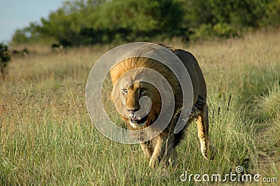 African predator Stock Photo