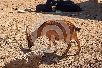 African pygmy goat. Funny and beautiful ungulate animal Stock Photo