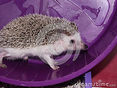 African pygmy hedgehog Stock Photo