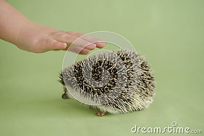 African pygmy hedgehog. Hedgehog and a childs hand on a green background. The child strokes the hedgehog. Interaction Stock Photo