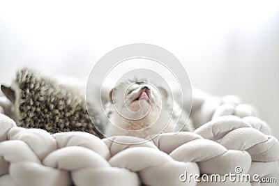 African pygmy hedgehog. pair of funny cute hedgehogs in a wicker nest.prickly pet. Hedgehog in a gray wicker bed on a Stock Photo