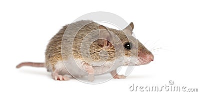 African Pygmy Mouse - Mus minutoides Stock Photo