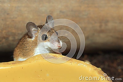 African pygmy mouse Stock Photo