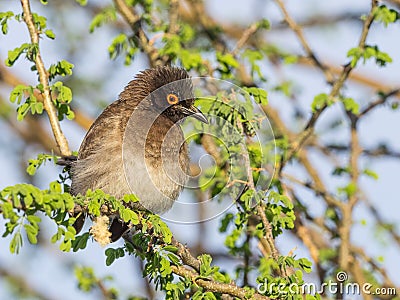 African Red-Eyed Bulbul Stock Photo