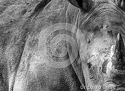 An African Rhino with beautiful texture Stock Photo