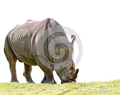 African rhino eating green grass isolated white background Stock Photo