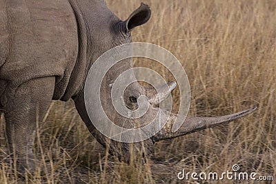 African rhino Stock Photo