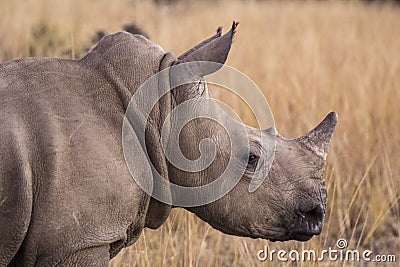 African rhino Stock Photo