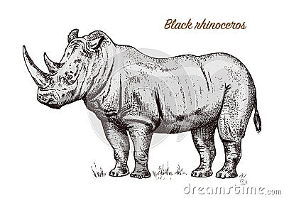 African rhinoceros Wild animal on white background. Engraved hand drawn line art Vintage old monochrome sketch, ink Vector Illustration