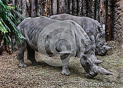 African rhinoceroses eating hay 4 Stock Photo