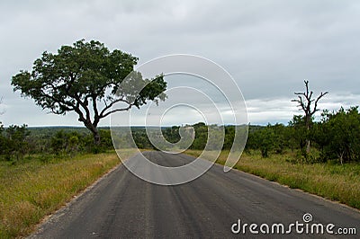 African road in savanna, South Africa Stock Photo