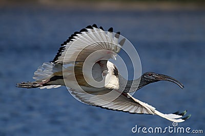 African Sacred Ibis Stock Photo