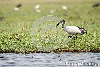 African sacred Ibis Stock Photo