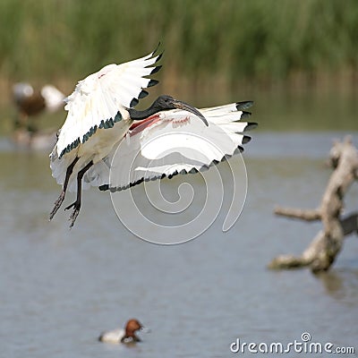 African sacred ibis Stock Photo