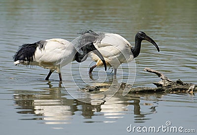 African sacred ibis Stock Photo