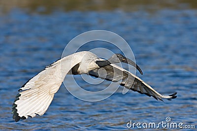 African Sacred Ibis Stock Photo