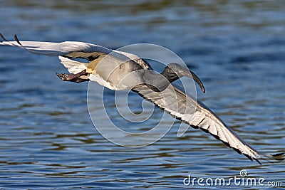 African Sacred Ibis Stock Photo