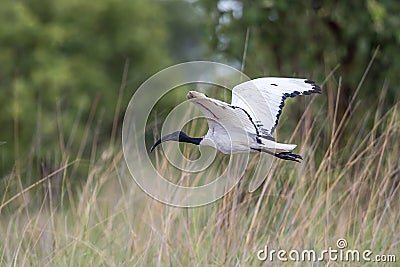 African Sacred Ibis - Botswana Stock Photo