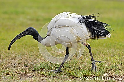 African sacred ibis on grass Stock Photo