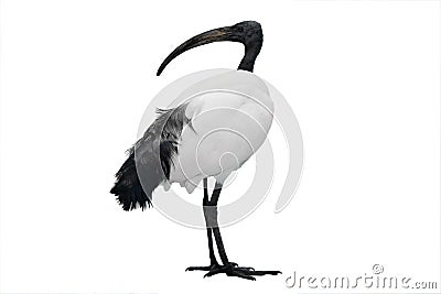 African sacred ibis isolated on white Stock Photo