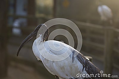 African sacred ibis Stock Photo