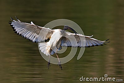 African Sacred Ibis landing Stock Photo