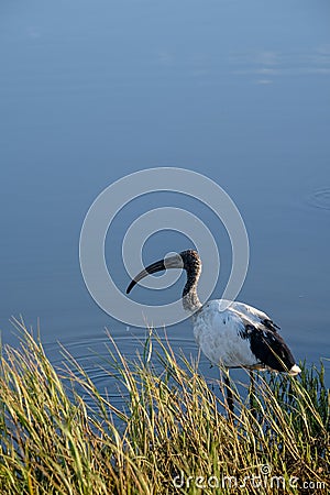 African Sacred ibis with long curved bill, wading bird, photographed in Knysna lagoon, Garden Route, South Africa. Stock Photo