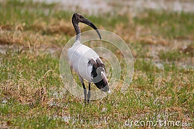 African sacred ibis. Stock Photo