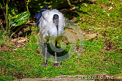 African Sacred Ibis Stock Photo