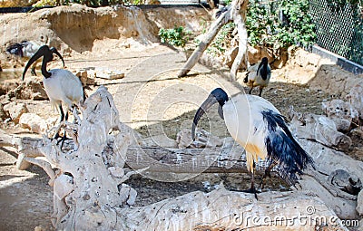 African sacred ibis Threskiornis aethiopicus Stock Photo