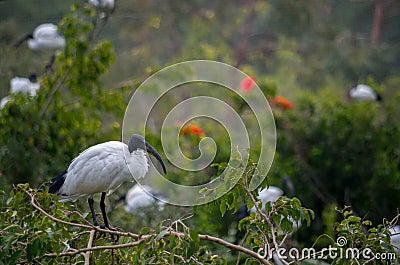 The African sacred ibis, Threskiornis aethiopicus Stock Photo