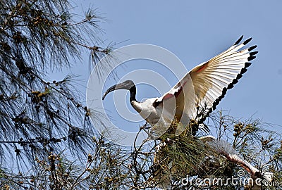 African sacred ibis. Angola. Stock Photo