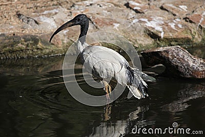 African sacred ibis (Threskiornis aethiopicus). Stock Photo