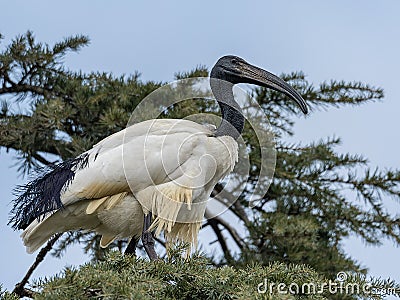 The African sacred ibis on a tree Stock Photo