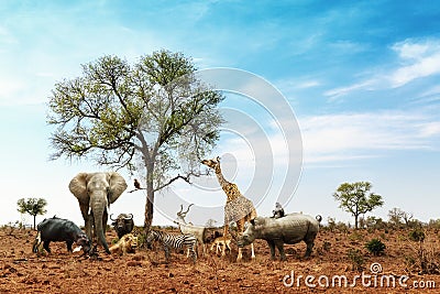 African Safari Animals Meeting Together Around Tree Stock Photo
