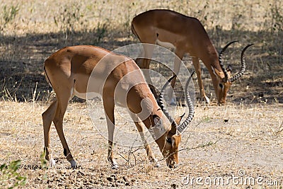 Impala close up, Tarangire National Park, Tanzania Stock Photo